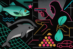 The Golden Maw: How a Fish Bladder Worth $80,000/kg is Fueling Cartels and Erasing the Vaquita Porpoise