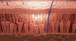 Beneath the Surface: The Unseen Architecture Holding Your Skin Together