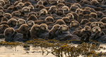More Than Cute: The Clever Reason Sea Otters Hold Hands While They Sleep