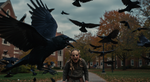 The Crows Have Eyes: How a University Study Revealed Crows Remember and Judge Human Faces