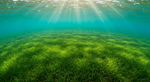 The Ancient Giant Under the Sea: Unveiling the World's Largest Plant, a 4,500-Year-Old Seagrass Clone