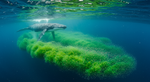 The Whale Poop Loophole: Solving the Krill Paradox and Uncovering an Ocean's Lifeline