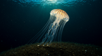 The Jellyfish That Cheats Death: Unraveling Biological Immortality