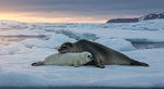 The Great Antarctic Fast: How Weddell Seal Mothers Convert Their Bodies into Life