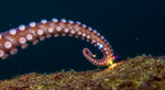 The Alien Mind of the Octopus: Tasting and Thinking With Eight Arms