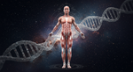 The Body's Blueprint: How We Grow in Perfect Proportion
